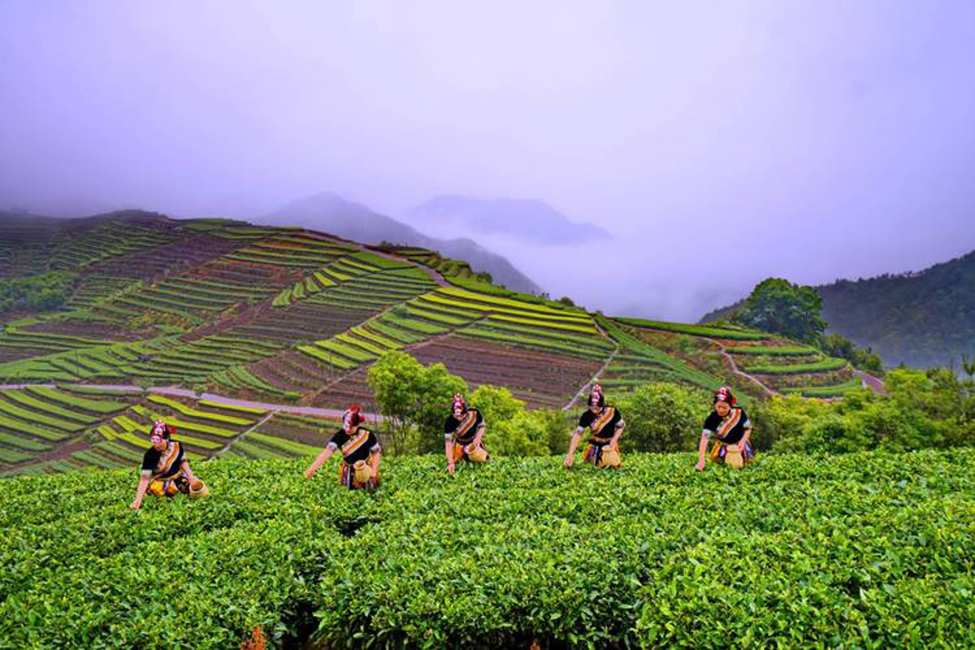 源产地茶叶