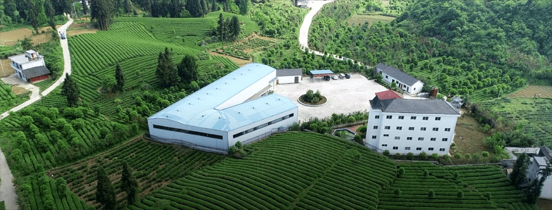 源产地茶叶